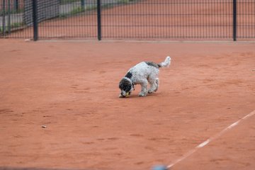 Bild 158 - BL2 THC von Horn und Hamm - Der Club an der Alster : Ergebnis: 0:9